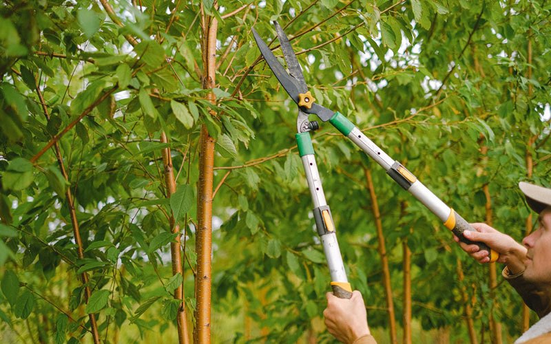 Tree trimming in Wallagrass, ME