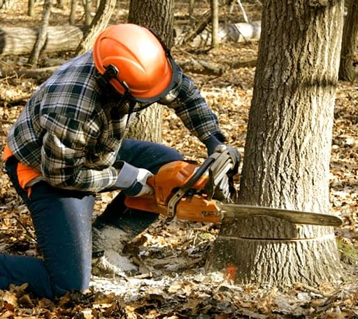 Tree Removal in Wallagrass, ME